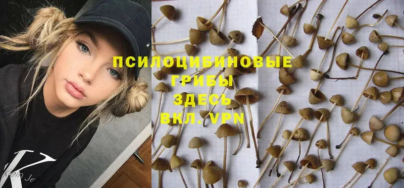 Псилоцибиновые грибы Magic Shrooms  площадка какой сайт  Шлиссельбург 